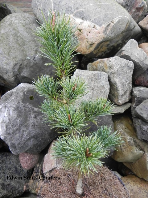 Pinus parviflora 'Floppy Joe'
